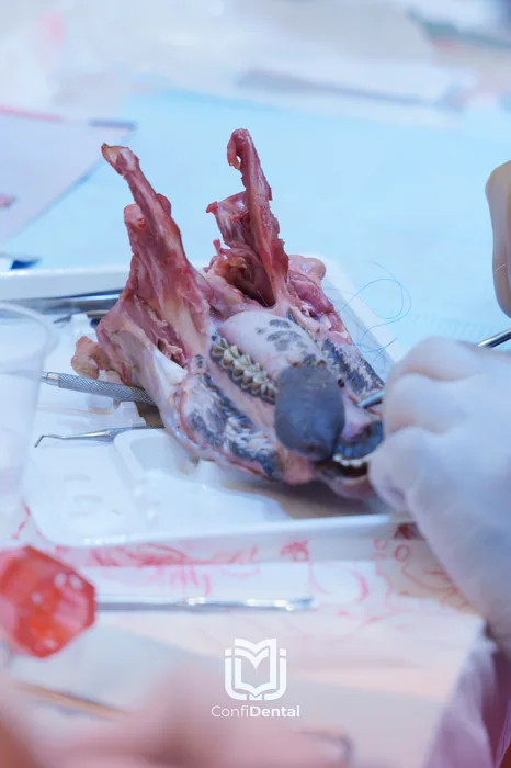 An anatomical specimen prepared on a tray with surgical instruments for implant training